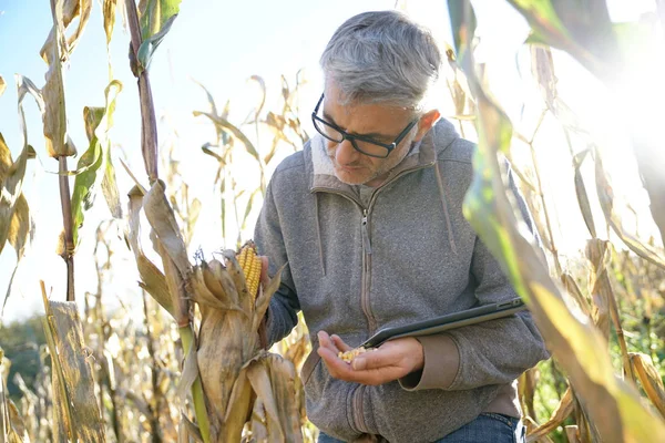 Agronom Polu Kukurydzy Testowanie Jakości Zbóż — Zdjęcie stockowe