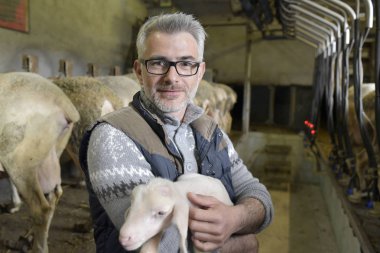 Çiftçi döken holding kuzu omuz omuza