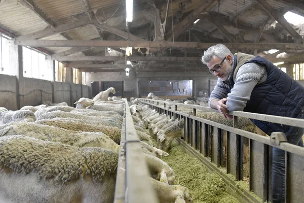 Eleveur Dans Grange Regardant Troupeau Moutons — Photo