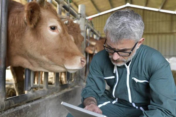 Kráva Chovatel Kontroly Hospodářských Zvířat Používání Digitálních Tabletu — Stock fotografie