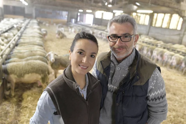 Couple Éleveurs Dans Hangar Moutons — Photo