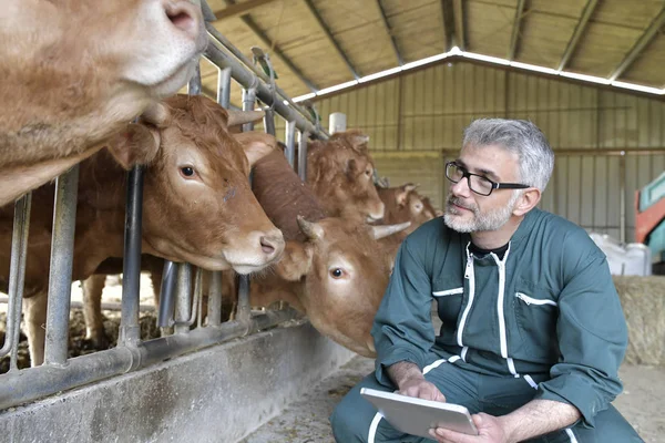 Vérification Éleveur Vaches Sur Bétail Utilisation Une Tablette Numérique — Photo