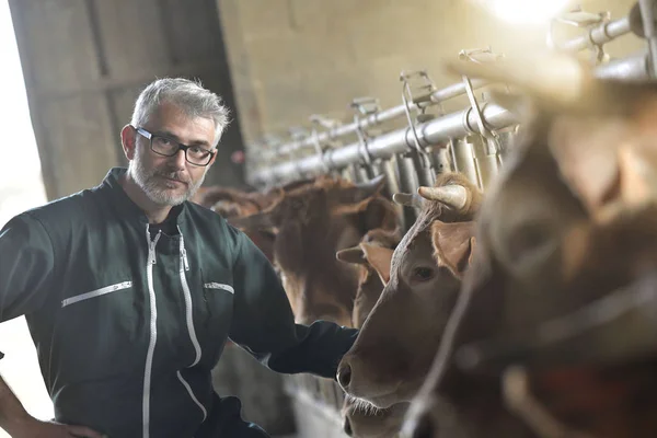 Agricultor Celeiro Que Controla Gado — Fotografia de Stock