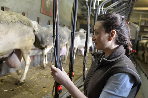 Veehouder Schapen Melken Ochtend — Stockfoto