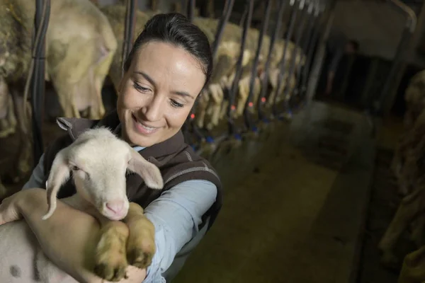 農家の女性の腕の中で子羊を運ぶ — ストック写真