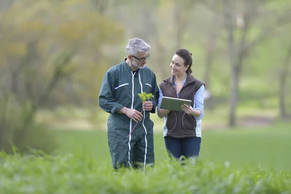 Farmer Agronomist Walking Agricultural Field — Stock Photo, Image