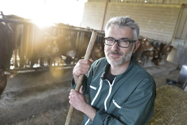 Lachende Boer Permanent Koe Schuur — Stockfoto