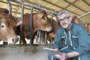 İnek damızlık hayvan üzerinde kontrol ve dijital tablet kullanma