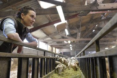 Damızlık koyun sürüsü seyir ahırda