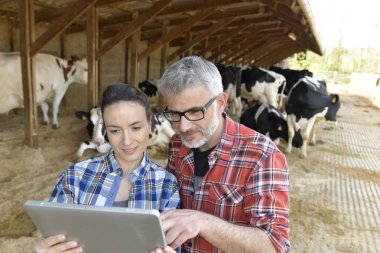 Cowshed çiftçiler kaç tablet ile bağlı