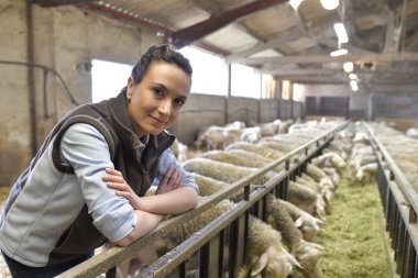 Damızlık koyun sürüsü seyir ahırda