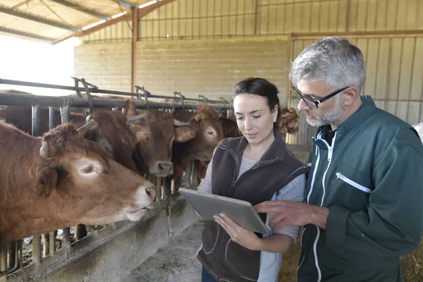 Farmář Veterinární Kůlně Kráva Spojené Digitálním Tabletu — Stock fotografie