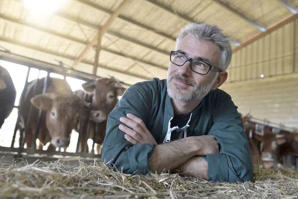 Usmívající Farmář Stojící Kůlně Kráva — Stock fotografie