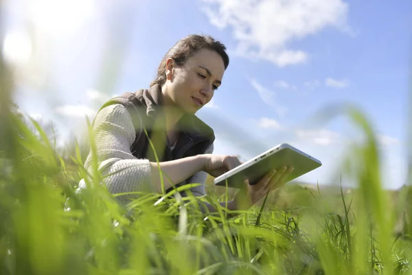 Landbouwingenieur Gewas Veld Met Behulp Van Digitale Tablet — Stockfoto