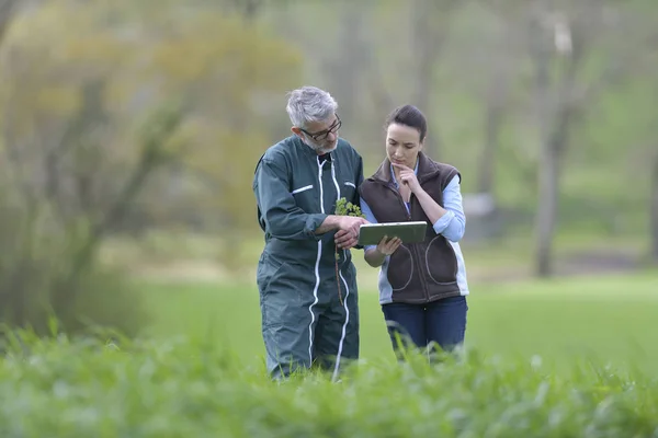 Boer Met Landbouwingenieur Wandelen Landbouwgebied — Stockfoto