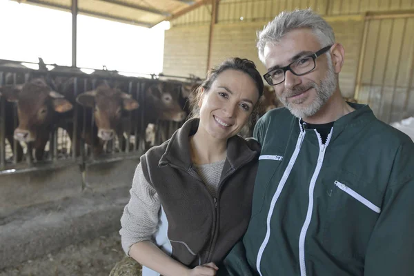 Retrato Criadores Vacas Sorridentes Galpão — Fotografia de Stock