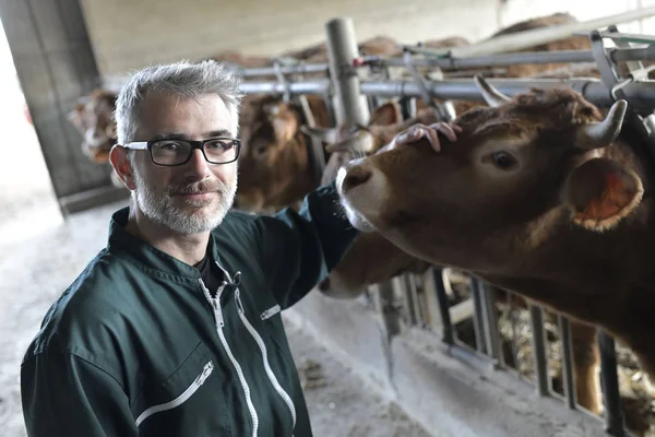 Landwirt Stall Kontrolliert Vieh — Stockfoto