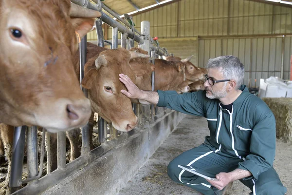 Vérification Éleveur Vaches Sur Bétail Utilisation Une Tablette Numérique — Photo