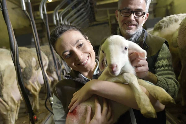 Farmer Woman Carrying Lamb Arms — Stock Photo, Image