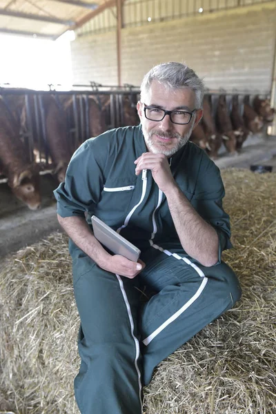 Agricoltore Sorridente Piedi Nel Capanno Delle Mucche — Foto Stock