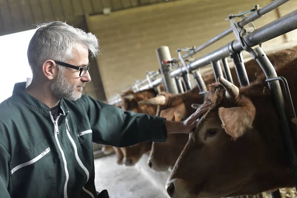 Agricultor Celeiro Que Controla Gado — Fotografia de Stock