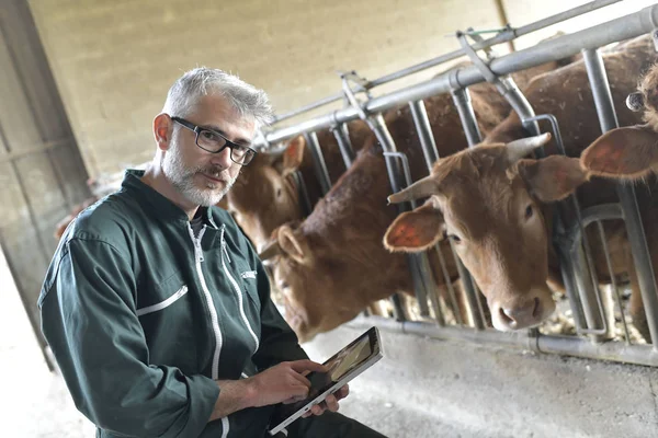 Vérification Éleveur Vaches Sur Bétail Utilisation Une Tablette Numérique — Photo