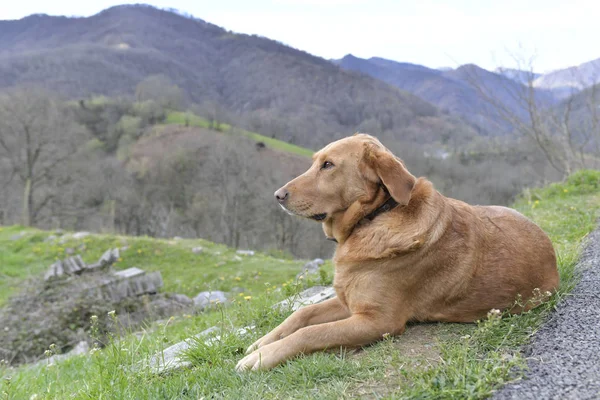 Hund Entspannt Sich Draußen Den Bergen — Stockfoto