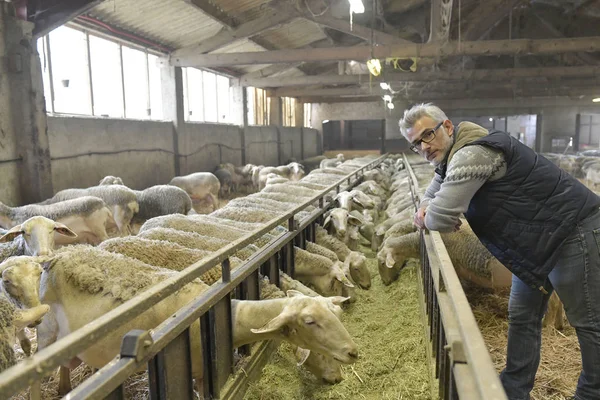 Criador Granero Mirando Rebaño Ovejas —  Fotos de Stock