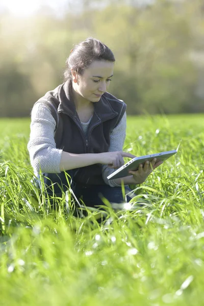 Γεωπόνος Στο Πεδίο Των Καλλιεργειών Χρησιμοποιώντας Ψηφιακό Tablet — Φωτογραφία Αρχείου