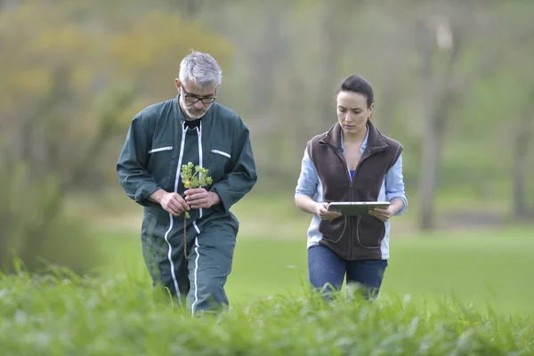 Rolnik Agronom Chodzenie Dziedzinie Rolnictwa — Zdjęcie stockowe