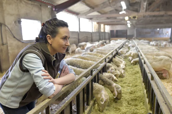 Eleveur Dans Grange Regardant Troupeau Moutons — Photo