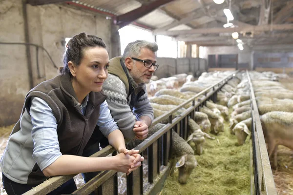 Couple Éleveurs Dans Grange Regardant Troupeau Moutons — Photo