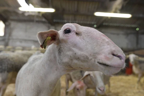 Juhok Vezetője Közelről — Stock Fotó