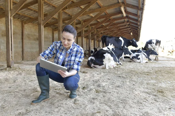 農家の女性が牛舎でのタブレットと接続 — ストック写真