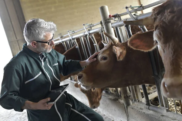 Vérification Éleveur Vaches Sur Bétail Utilisation Une Tablette Numérique — Photo