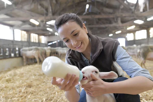Züchterin Füttert Lamm Mit Babyflasche — Stockfoto