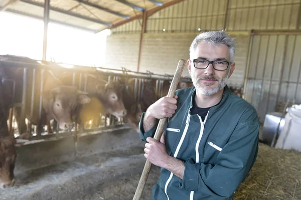 Χαμογελαστός Αγρότης Στέκεται Στην Αγελάδα Ρίξει — Φωτογραφία Αρχείου