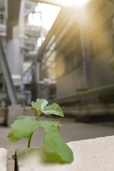 Green plant in recycling factory