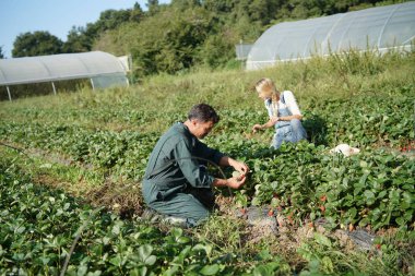 Birkaç çiftçi organik tarlada merdiven topluyor.
