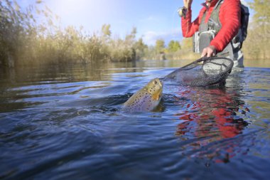 Büyük kahverengi bir alabalığı sineğin içine alıyor.