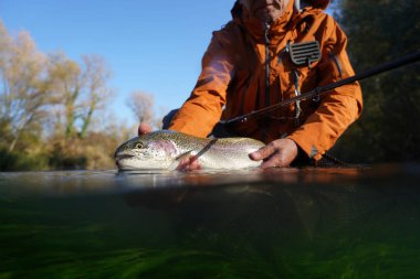 Sonbaharda bir balıkçı tarafından gökkuşağı alabalığının yakalanması