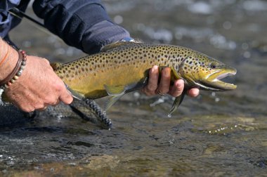 Güzel, kahverengi bir alabalığı sinekle alıyorum.