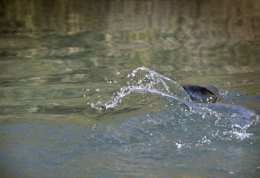 Büyük bir gökkuşağı alıyor sineğe