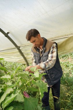 Seradaki tarım mühendisi sebze bitkilerini kontrol ediyor.