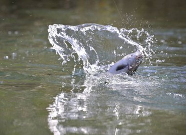 Büyük bir gökkuşağı alıyor sineğe