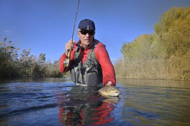 Büyük kahverengi bir alabalığı sineğin içine alıyor.