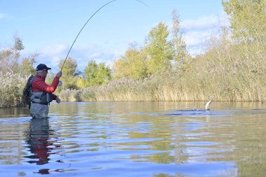 Büyük kahverengi bir alabalığı sineğin içine alıyor.