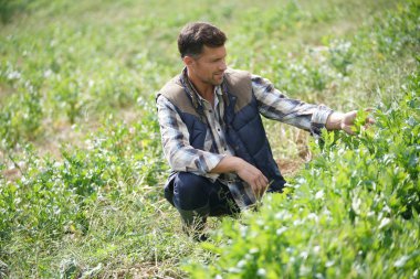Tarımsal organik tarlada çalışan çiftçi. 