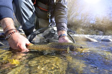 Güzel, kahverengi bir alabalığı sinekle alıyorum.