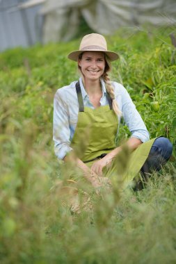 Tarlada biber toplayan çiftçi kadın.